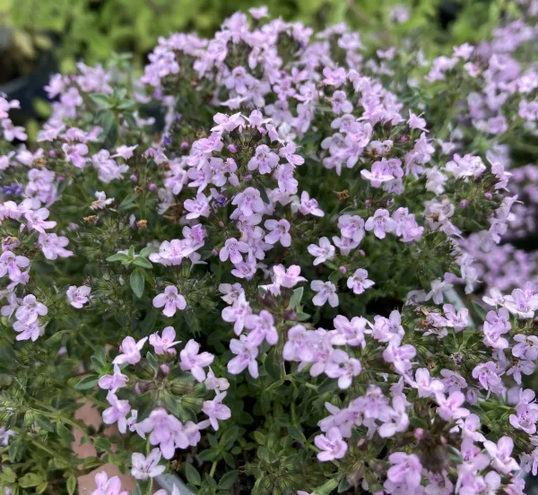 Caraway Thyme